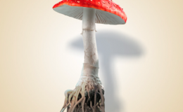 SEX SHOP MUSHROOMS: 131217